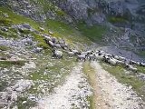 Rebaño de ovejas con perro pastor en Picos de Europa