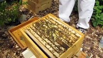 mudsongs.org: Adding a Second Brood Box