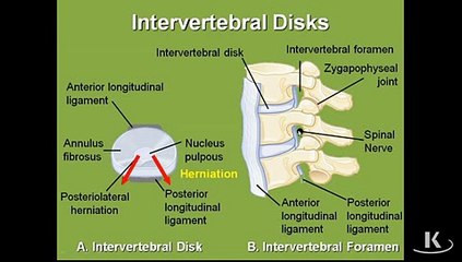 Gross Anatomy Spinal Nerves