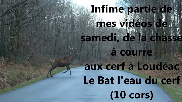 Chasse à courre du Cerfs
