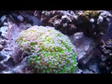 New 120w Led reef lighting for 55 gallon coral reef aquarium