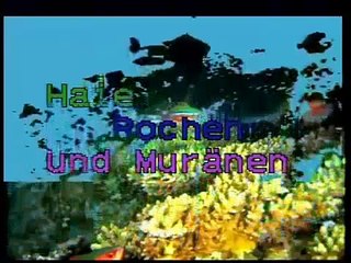 Diving video sharks maledives egypt