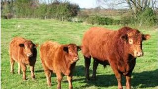 55 raças de vacas - Razze di mucche - سباق الأبقار - গরু রেস - 奶牛賽 - 牛のレース - गायों की दौड़ - Гонка коров - 젖소의 레이스