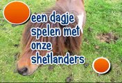 een dagje spelen met onze shetlanders :D