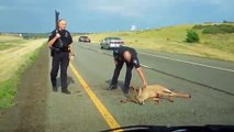 how police man treated with injured deer