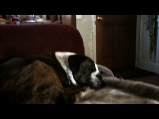 What on Earth is this dog dreaming about