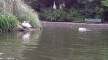 Swans, Cygnets, Ducklings, Ducks and a White Duck in Herbert Park. (1 of 3)