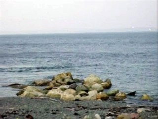 Whale Watching - Norman's Cove Beach, Newfoundland