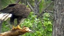 SWFL Eagles_Harriet Gets & Keeps Her Fish~FV Gets An Unexpected Bath 06-02-15