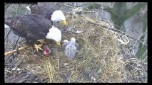 MNBound Eagles ~ Tag Team Feeding & Eating ~ Grasses Brought In ~ Time Lapse ~ 04-30-2014