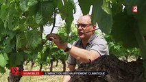 Vignobles : l'impact du réchauffement climatique