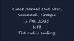Great Horned Owl Nest, Savannah, Georgia, 1 Feb  2015, 6 43  The owl is calling