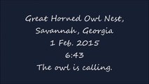 Great Horned Owl Nest, Savannah, Georgia, 1 Feb  2015, 6 43  The owl is calling