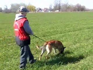 Enter von Dorlatos malinois training