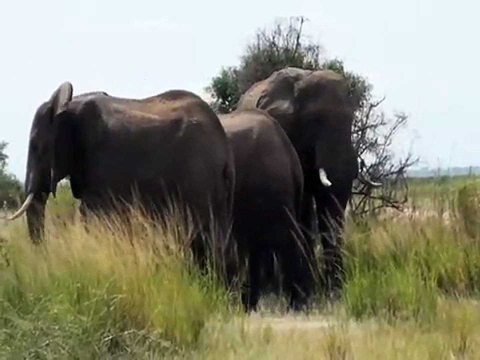 Elephant attack