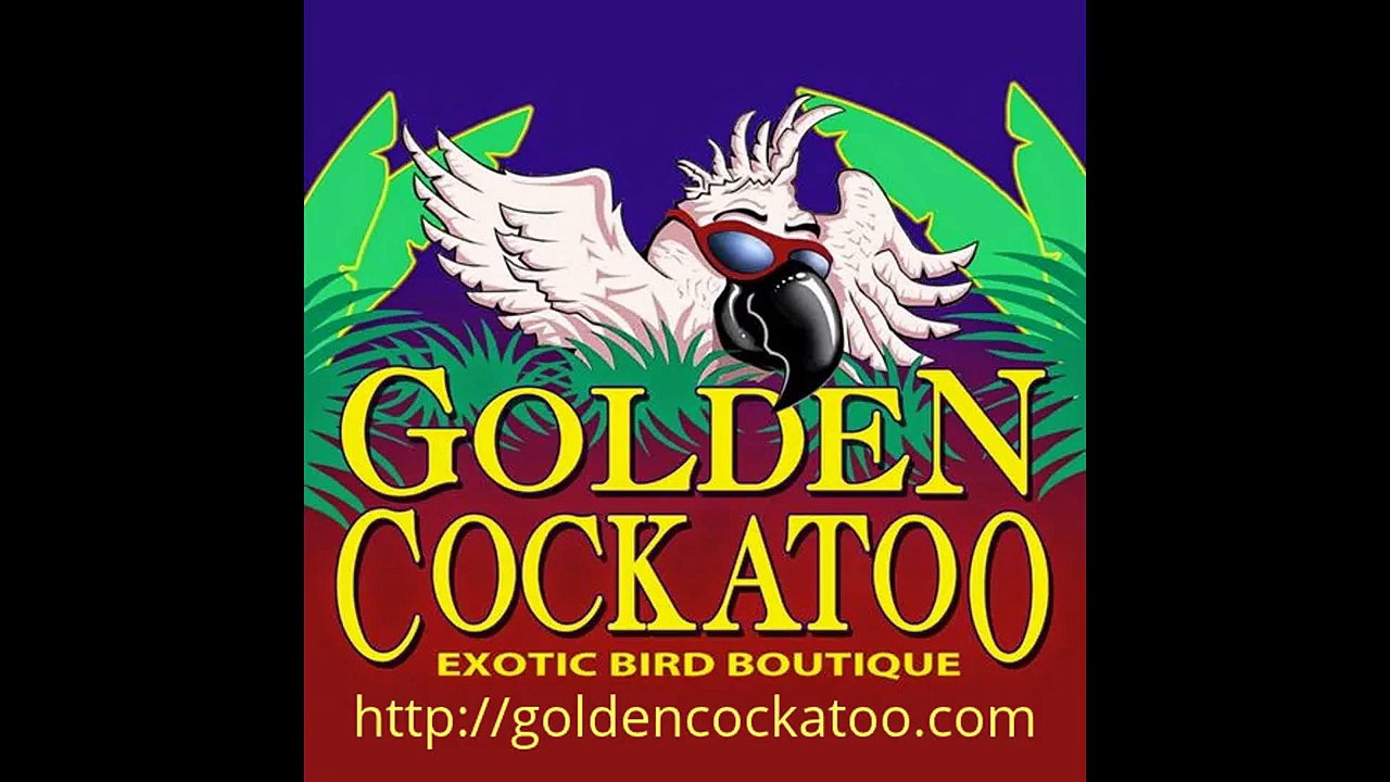 Goffin’s Cockatoo