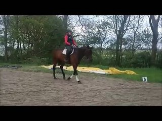 "Jule" Stute *2009 Duke of Hearts xx / Landor S / Raphael