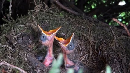 Eine Amsel und ihre Jungen