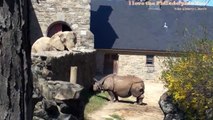 Philadelphia Zoo Elephant Scratching Asian Rhino Ears