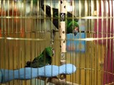 Все О Домашних Животных: Конголезский Попугай