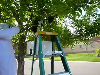 Honey bee swarm capture