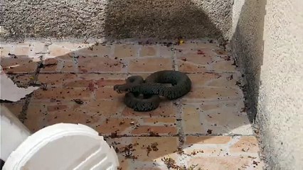 Mes deux cats contre un gros serpent