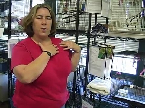 Parakeets can be great pets! Find out how to take care of them.