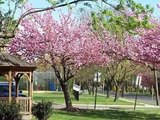 2006 Cherry Blossoms Cherry Hill NJ