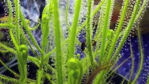 Carnivorous Plants in Action