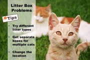 Cat Behavior Problems: What to do with issues like cat aggression and more