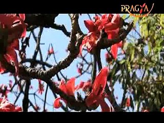 Uses And Benefits of Palash Plant: Dr. Pratap Chauhan (Ayurvedic Expert)