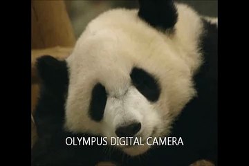本当は怖いパンダの鳴き声　panda