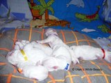 Pui Bichon Bolognese cu Pedigree / Bichon Bolognese Puppies FCI Registered