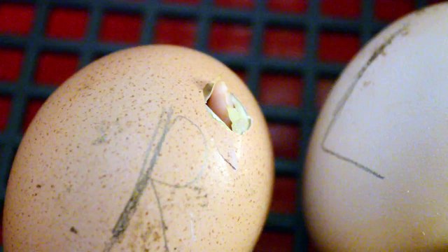 Birth of chickens in incubator (chicken egg hatching) /kiscsibék kikelése