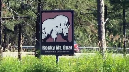 Bear Country USA Rapid City South Dakota