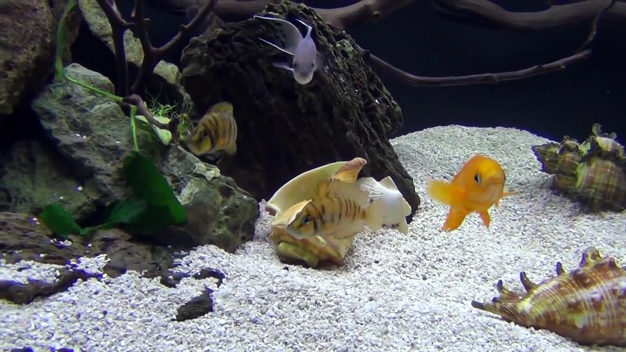 My longest Running Aquarium, Over 15 Years