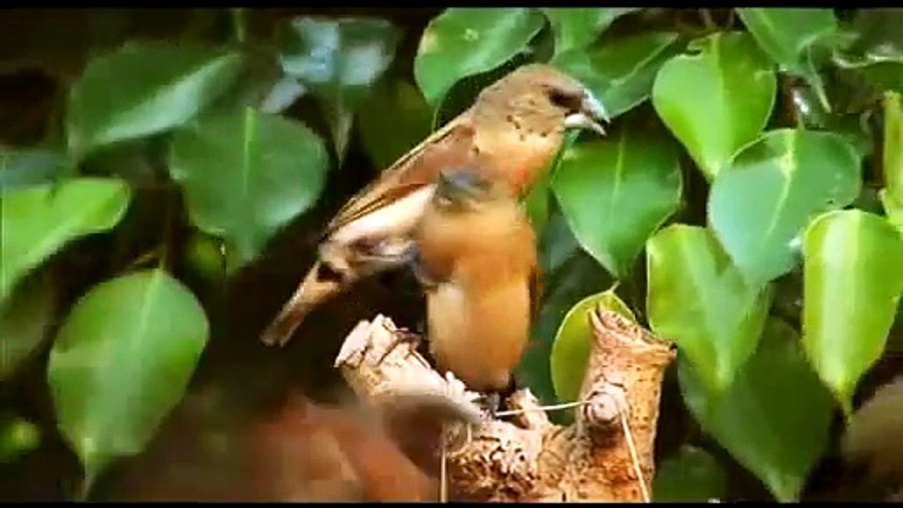 VINI CONNECTION