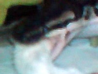 Royal Python having his dinner (pre-killed)