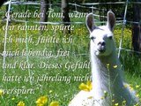 Tiergestützte Therapie mit Lamas auf der Orenda-Ranch - Rückmeldungen aus der Lamatherapie