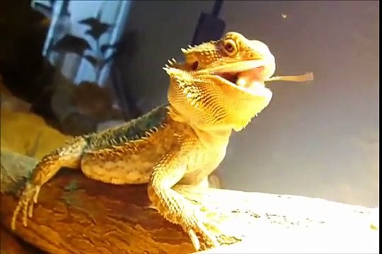 Bearded Dragon vs Praying Mantis