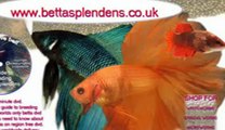 www.bettasplendens.co.uk, bettas for sale betta splendens