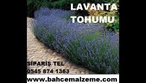 lavanta-tohumu-satış,lavanta_tohumu_satış,lavanta tohumları,lavanta üretimi,lavanta yetiştiriciliği,lavanta_yetiştiriciliği,lavanta çiçeği,lavanta_çiçeği