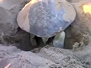 Turtle Life Cycle Explained 🐢