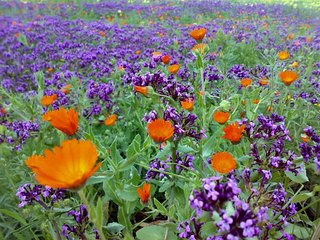 Caccia ai tordi in Puglia