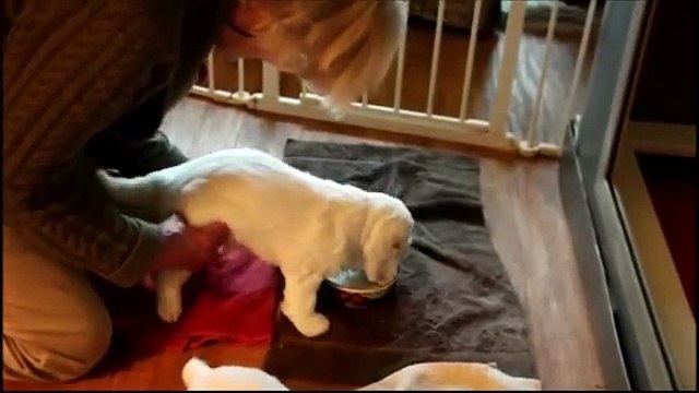 Gigi's 1 Litter 150510 Video