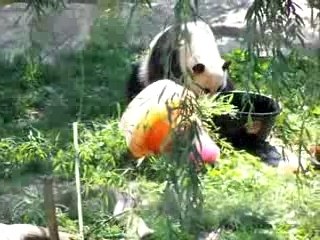 Mei topples Tai's birthday cake