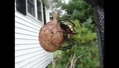 Strange Bug and Insect Compilation - Funny Animals