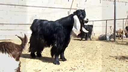 الفحل ولد ولد العميد