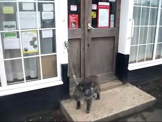 Don't Leave Your Dog Outside Shops!