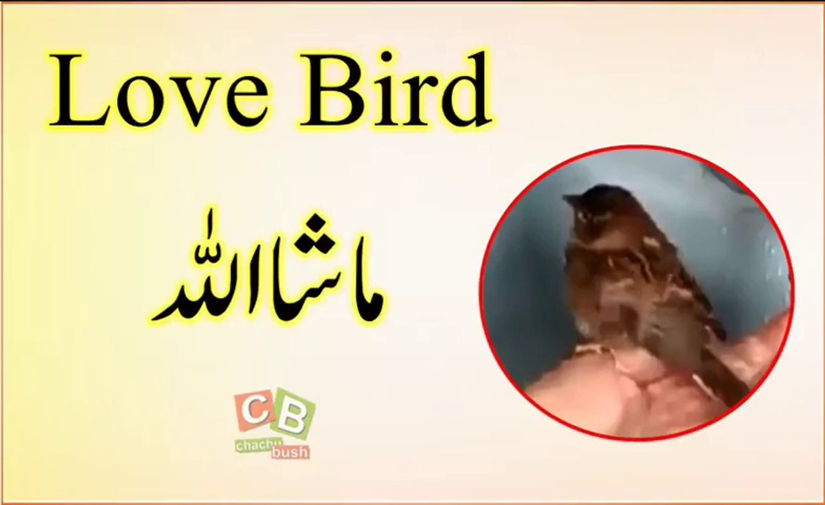 Love Bird